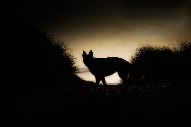 istock silhouette of dog on sand dune 531760287