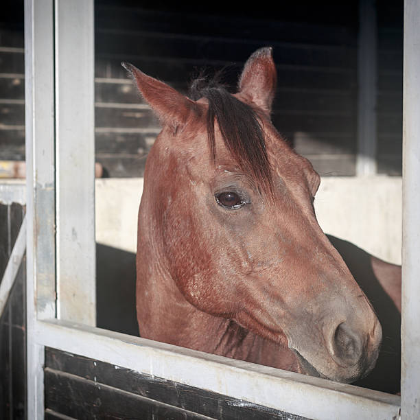 istock One beauty brown horse portrait 531760335
