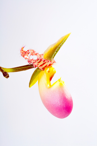 Paphiopedilum liemianum