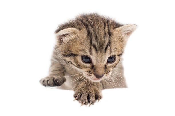 istock the little kitten isolated on white 531769955