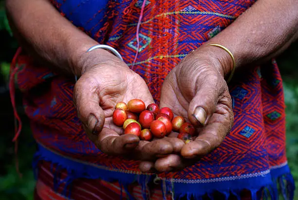 Close up of the hands of a local Thai coffee farmer with red beans she just got from a coffee tree in the jungle.