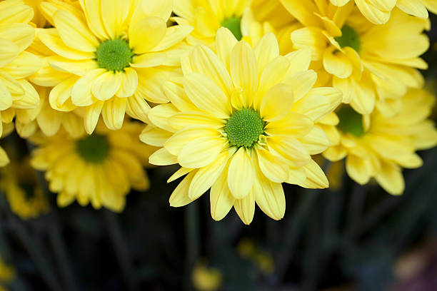 istock background of yellow flowers 531770353