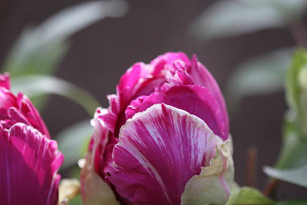 istock Winter Peony in Kamakura 531770373