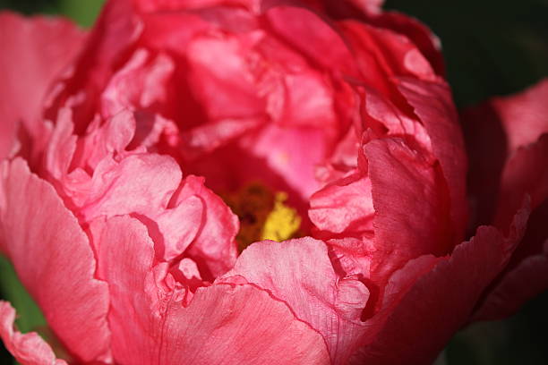 istock Winter Peony in Kamakura 531770409
