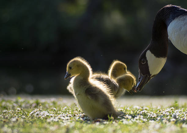 istock Canada goose (Branta canadensis) parent bird with goslings. 531771396