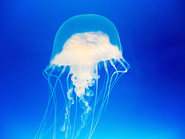 medusa - scyphozoan foto e immagini stock