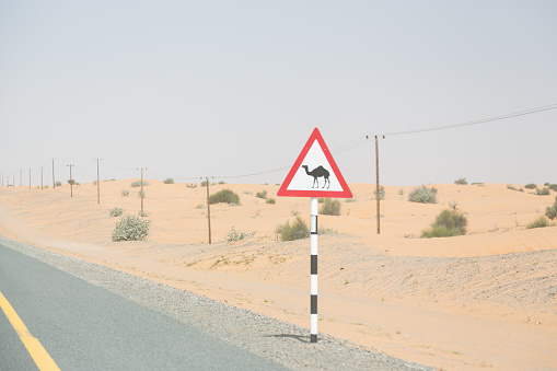 a road sign telling you to be aware of camels on this highway running through the desert