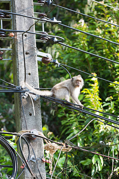 istock Closeup of Koh Chang monkey sitting on electric pole, Thailand 531771804