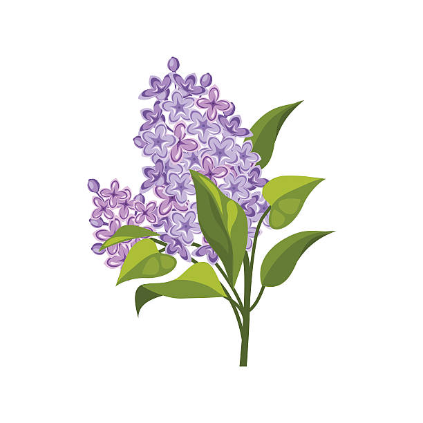 Lilac Hand Drawn Realistic Illustration Stock Illustration