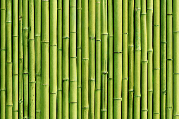 istock green bamboo fence background 531773658