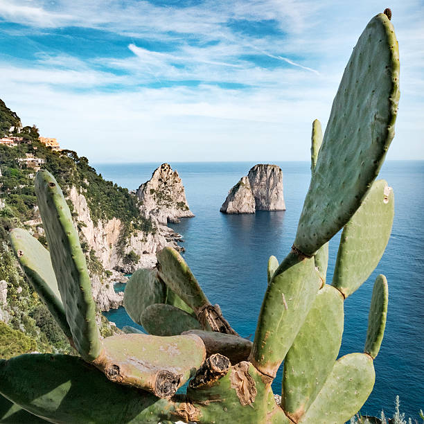 Faraglioni, Capri island, Italy The "Faraglioni" are a famous rocky formation, natural landmark of Capri, an island in the Bay of Naples fico d'india stock pictures, royalty-free photos & images