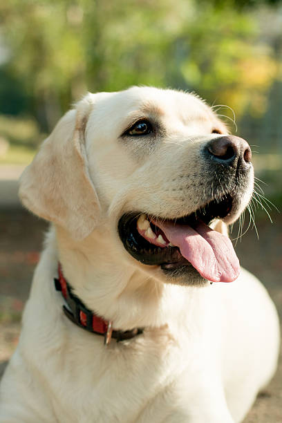 istock purebred labrador white closeup outdoors 531774218