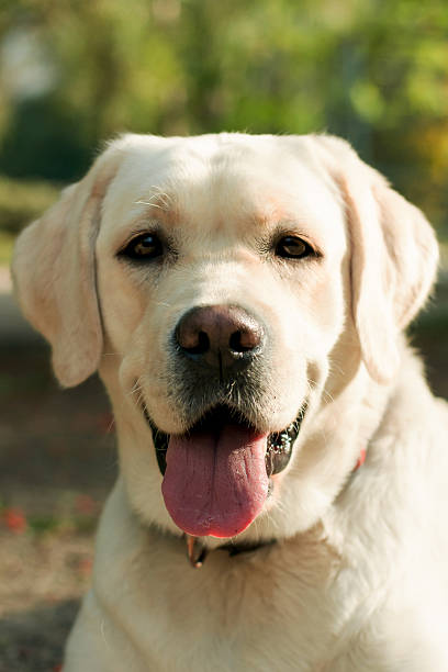 istock purebred labrador white closeup outdoors 531774322