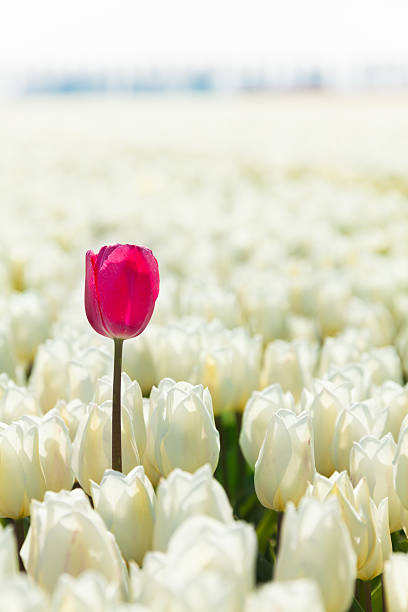 istock Close-up view of white tulips with pink one 531774489