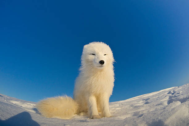 Polar fox observes tundra. The photo was taken using a fisheye lens. It's a wild animal in its natural habitat. white fox stock pictures, royalty-free photos & images