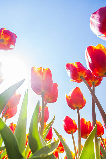 istock Macro view from below of tulips in sunshine 531775445