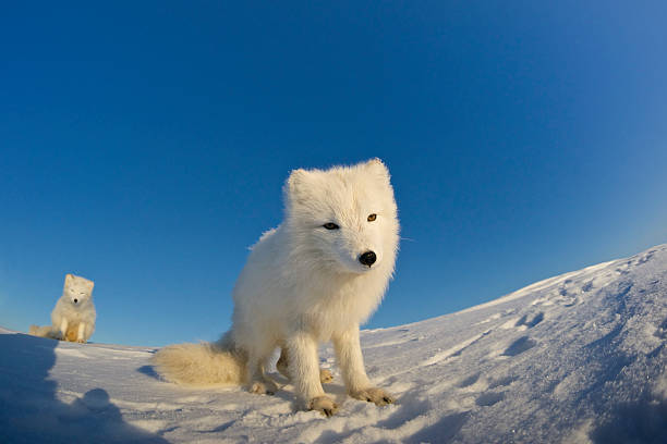 istock Arctic fox sitting in the snow. 531775564