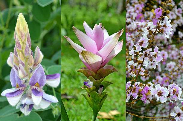 istock White and purple flower 531775649