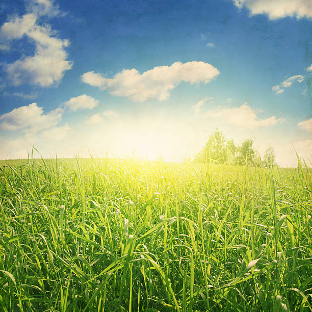 istock Grunge image of summer landscape at sunset. 531776114