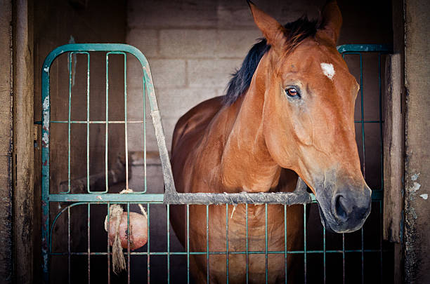 istock Beautiful brown horse in a stable or barn 531776684
