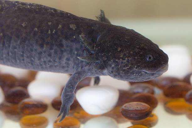 istock portrait of black axolotl 531776698