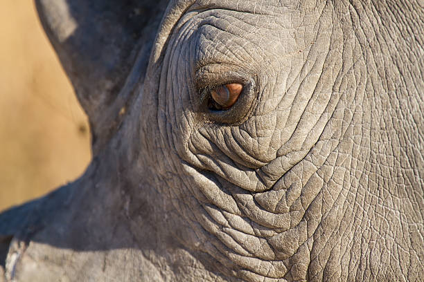 Rhinoceros Hide Power Animals In The Wild Stock Photos, Pictures & Royalty-Free Images - iStock Rhinoceros Hide Power Animals In The Wild Stock Photos, Pictures & Royalty-Free Images - iStock