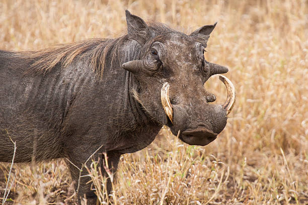 istock Old warthog standing in dry grass looking for something green 531781476