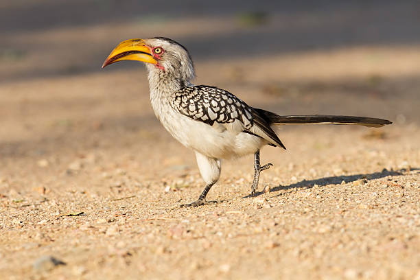 istock Yellow billed hornbill walking on ground looking and begging for 531781826