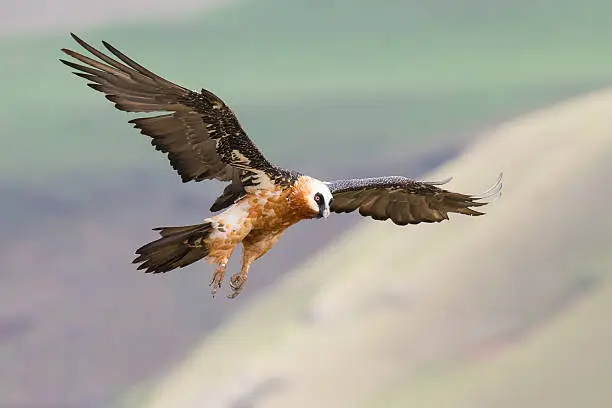 Adult bearded vulture landing on a rock ledge where bones are available