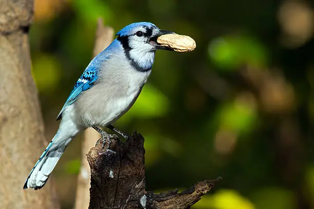 Blue Jay Eating a Peanut
