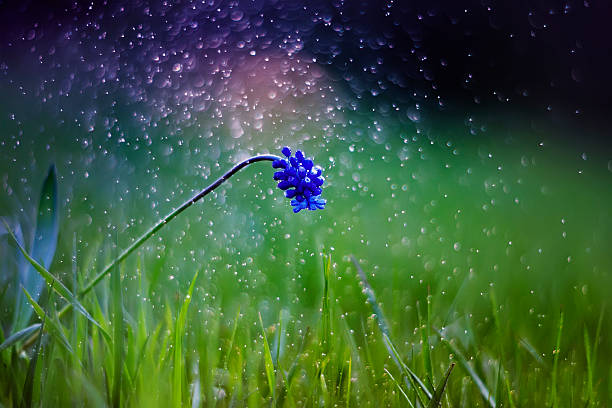 bright blue beautiful early spring flower on evening meadow