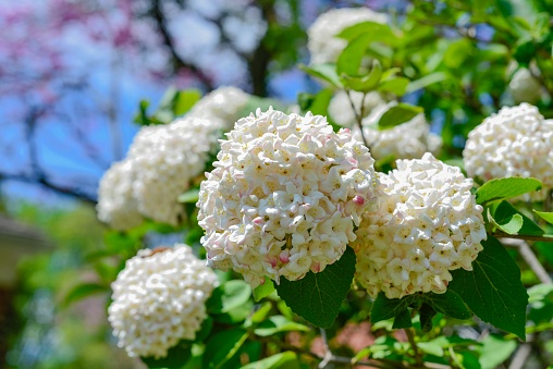 A snowball bush.