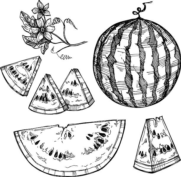 손으로 그린 벡터 일러스트 레이 션-워터멜론. 워터멜론 꽃송이. - fruit drawing watermelon pencil drawing stock illustrations