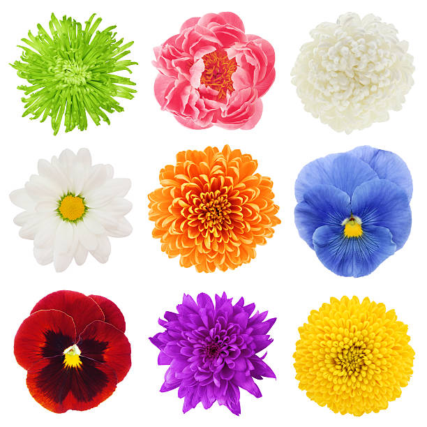 Colorful Flowers Collection