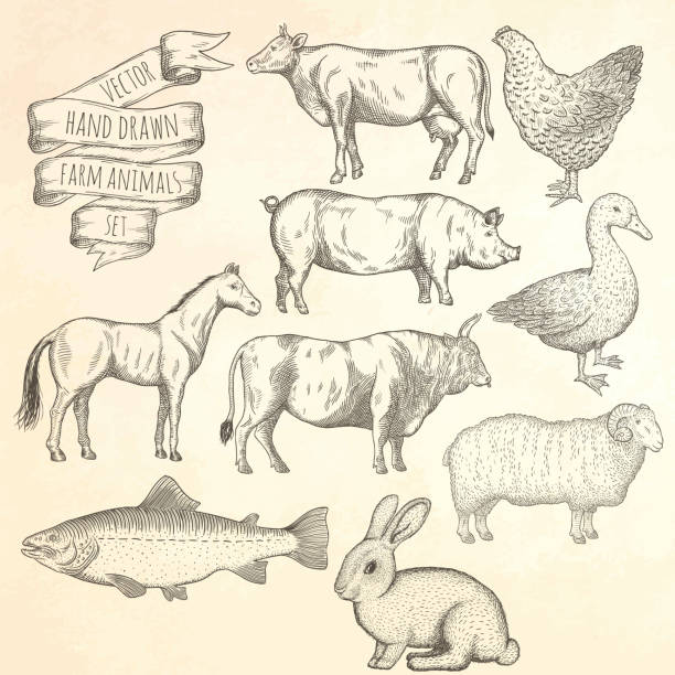 ilustrações, clipart, desenhos animados e ícones de conjunto de animais de fazenda. - chicken fish beef pig