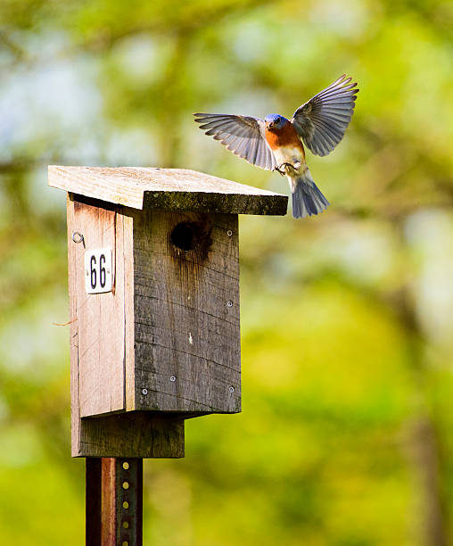 istock Bluebird coming in for a Landing on Nesting Box 531786692