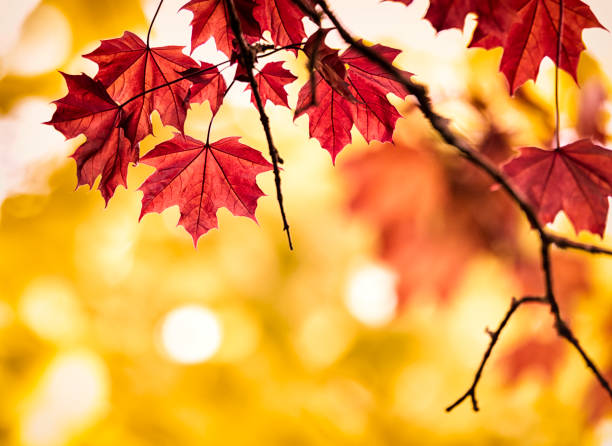 autunno colorato foglia di acero - maple tree branch autumn leaf foto e immagini stock