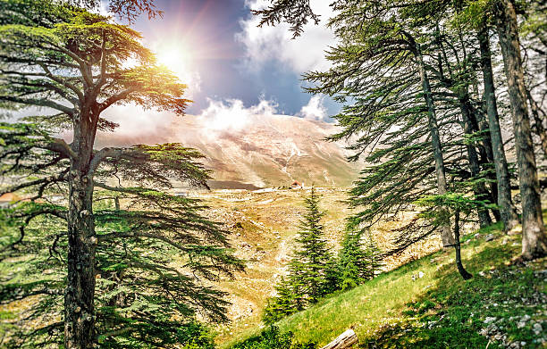 Cedars of Lebanon stock photo
