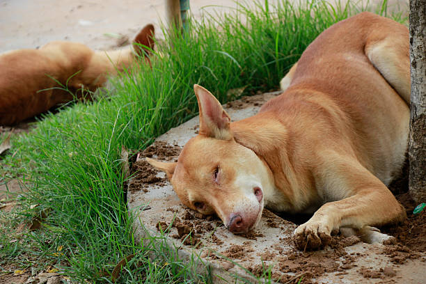 Brown dog sleeping at TempleBrown dog sleeping at Temple