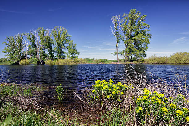 Paisagem da primavera - foto de acervo