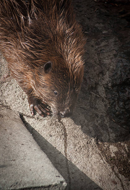 Portrait of a cute beaver descending towards water