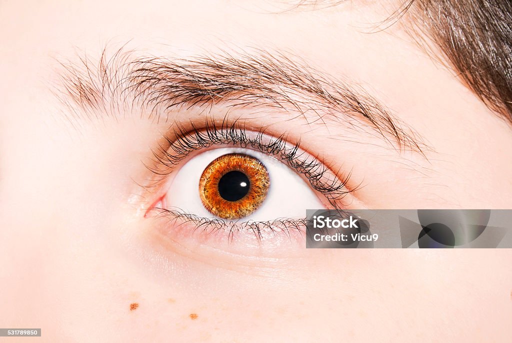insightful look on brown colored eyes an insightful look on brown colored eyes. Adult Stock Photo