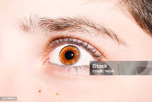 Insightful Look On Brown Colored Eyes Stock Photo - Download Image Now - Adult, Beautiful People, Boys