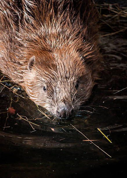 istock Beaver swimming in a pond 531790056