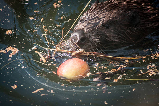 Portrait of a cute beaver swimming toward an apple in a pond