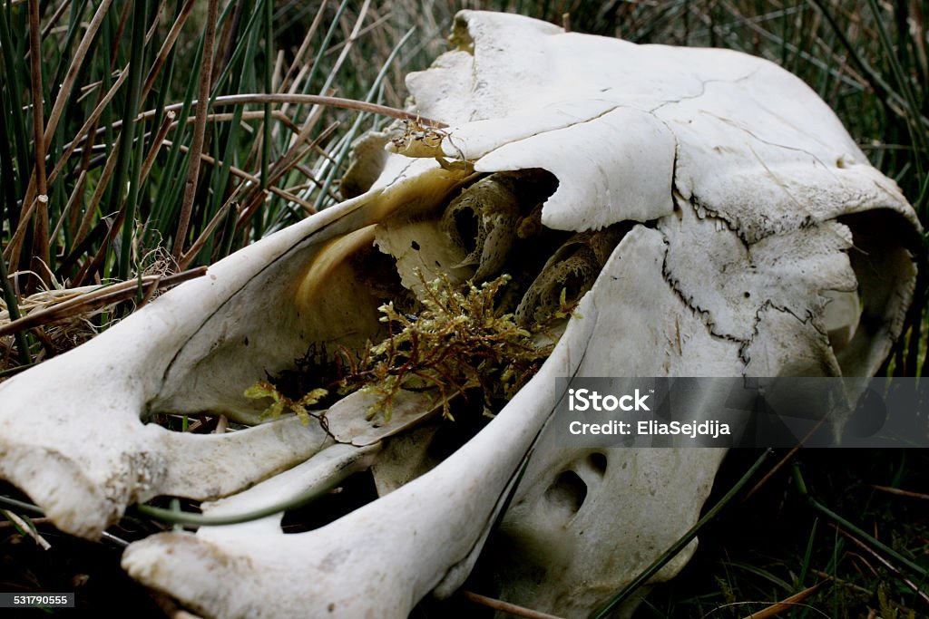 Cow skull Skull found in County Sligo, Rep. Ireland 2015 Stock Photo