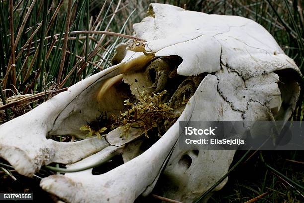 Cow Skull Stock Photo - Download Image Now - 2015, Animal Skull, Cow