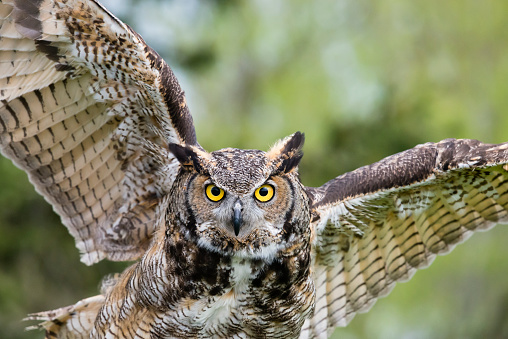 Great Horned Owl, bird of prey in flight, bubo virginianus.