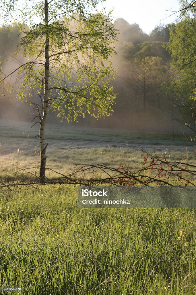 Niebla de la mañana - Foto de stock de Abedul libre de derechos