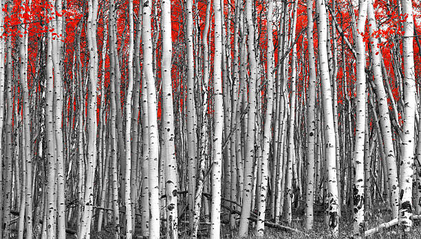 Red Forest Black and White Landscape Red trees in a black and white forest landscape birch tree photos stock pictures, royalty-free photos & images